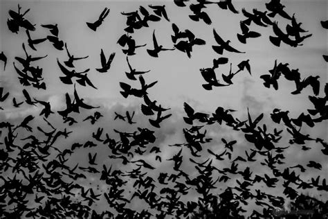 pigeon swarm I by db-photoblogDOTcom on DeviantArt