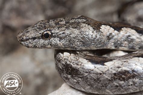 Viperine Rock Snake African Snakebite Institute