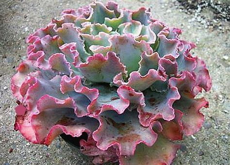 Echeveria Gibbiflora Ruffled Succulent 15 Rare Seeds By Smartseeds