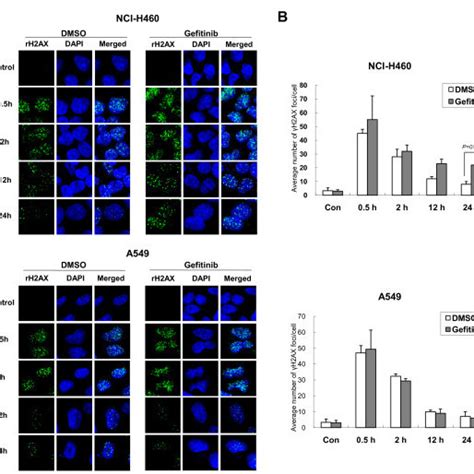 H Ax Foci Formation After Combination Treatment Of Gefitinib And