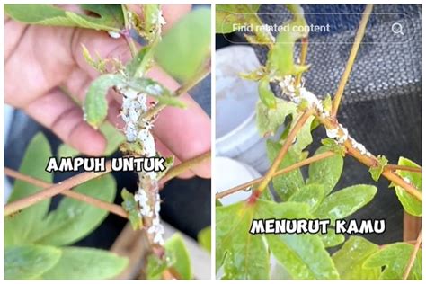 Tanpa Sabun Cuci Piring Ini Trik Mengusir Kutu Tungau Dan Ulat Pada