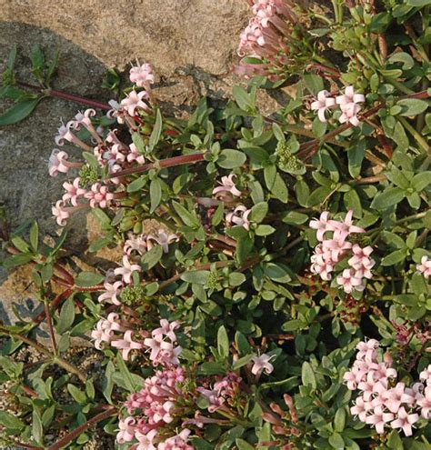 Putoria Calabrica North American Rock Garden Society