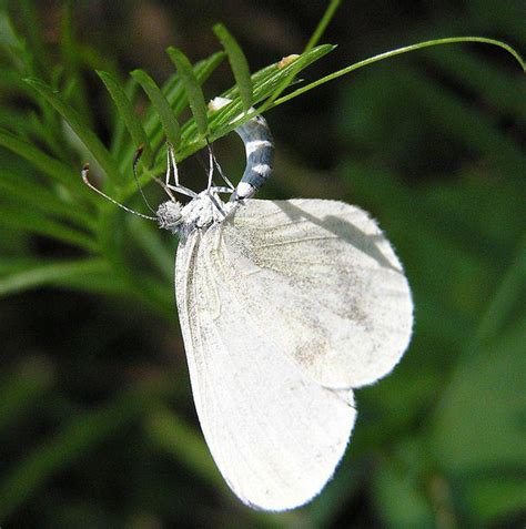 5 endangered butterfly species from the UK