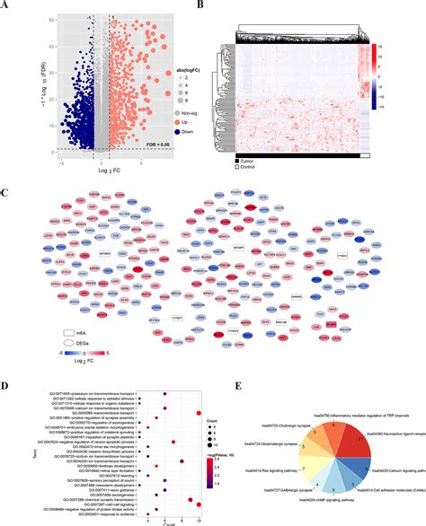 Action Of M6a Related Gene Signatures On The Prognosis And Immune