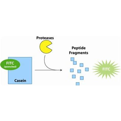 Fluoro Protease Assay Protease Assays Screening Systems Protease