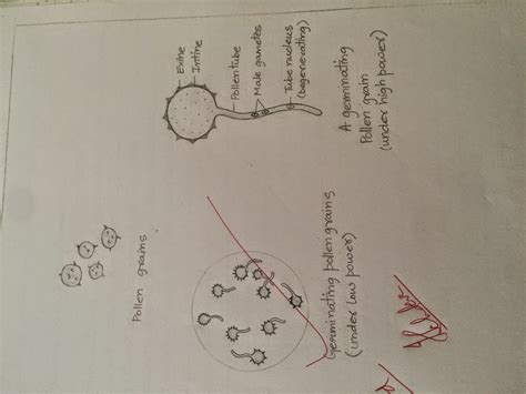 xiif notes pollen germination