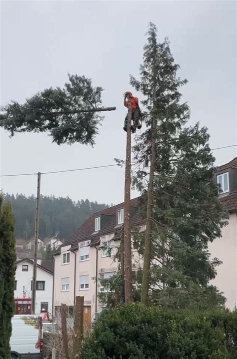 Seilklettertechnik Schnittpunkt Forstbetrieb