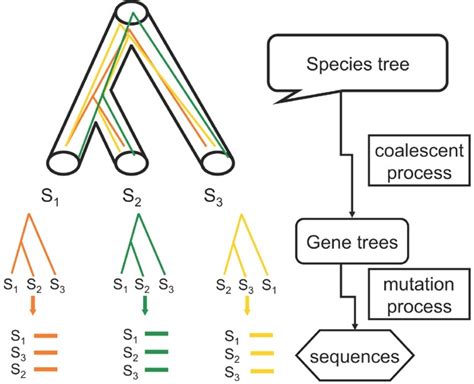 Coalescent Methods For Estimating Species Trees From Phylogenomic Data