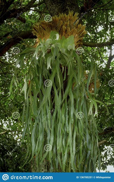 Helechos De Staghorn O Helechos De Elkhorn Bifurcatum Del Platycerium