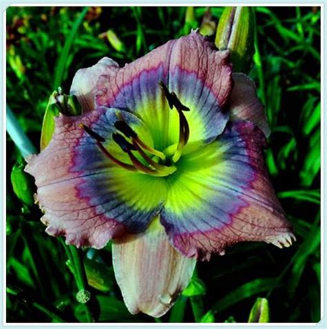 Beautify Daylilies Bulbs For Planting Daylily Plants Live Long