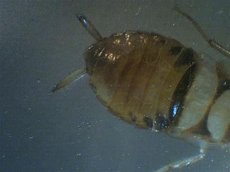 Nymph Of Brown Banded Cockroach Supella Longipalpa Bugguidenet