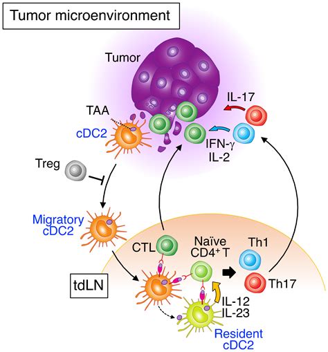 Cancers Free Full Text The Role Of Type 2 Conventional Dendritic