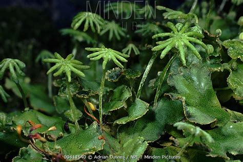 Liverwort stock photo - Minden Pictures