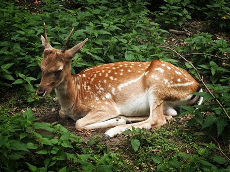 Fallow Deer By Csipesz On Deviantart