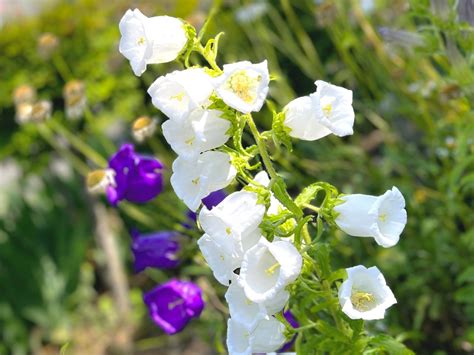 【カンパニュラの花言葉】色ごとの意味やプレゼントにおすすめのシーンは？