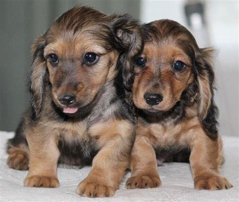 Adorable AKC LH Shaded Cream Miniature Dachshund for Sale in Espanola ...