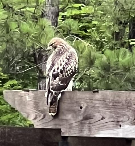 Red tailed? : r/whatsthisbird