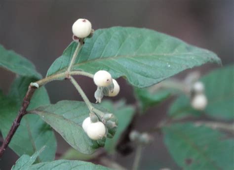 Hairy Psychotria From Enoggera Reservoir 2 QLD 4520 Australia On May