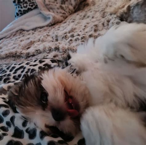 Shih Tzu Welpe In Liebevolles F Rsorgliches Zu Hause Abzugeben In