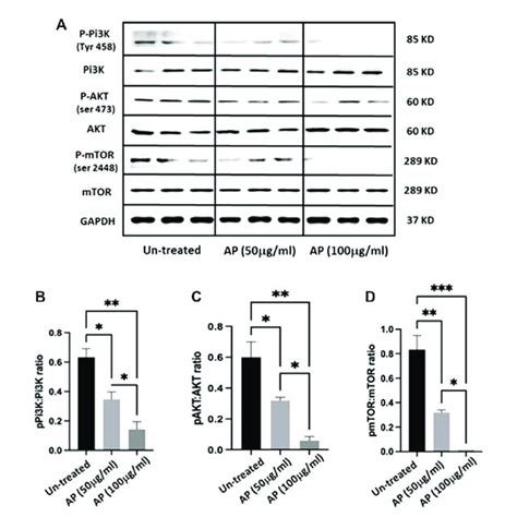 Arum Palaestinum Inhibits Pi K Akt Mtor Signaling Flow Cytometry