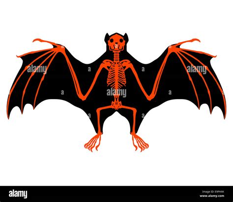 Bat skeleton Stock Photo - Alamy