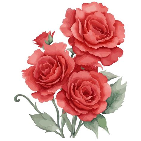 Premium Vector Watercolor Red Rose Bouquet Rose Flower Vector