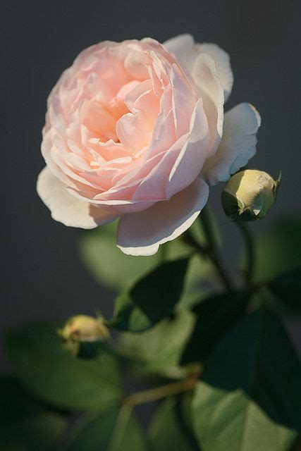 Jude The Obscure David Austin Rose By Ilgiardinauta Via Flickr Rose