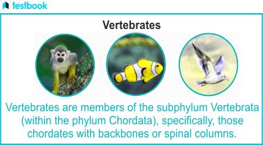 Vertebrates: Meaning, Characteristics, Classification and FAQs 