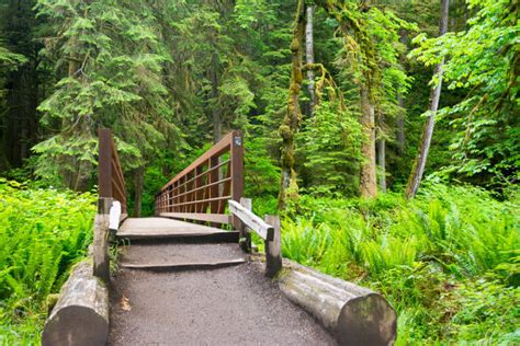 How To Plan The Perfect Olympic Peninsula Road Trip 2024 Postcards