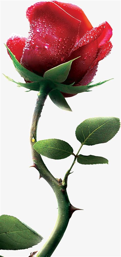 Rose Thorns PNG Picture, A Rose With Thorns, Barbed, Flowers, Rose PNG Image For Free Download ...