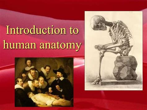 Anatomy Introduction Ppt