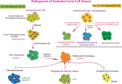 Embryonal Carcinoma Cells