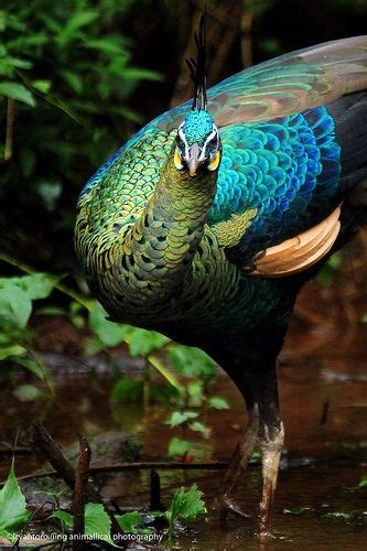 Java Green Peafowl Pavo Muticus Muticus The Nominate Race Nature