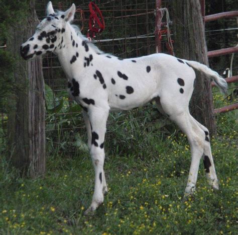 leopard appaloosa foal | Baby horses, Beautiful horses, Horse equestrian