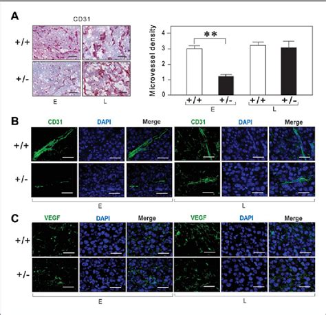 Figure 2 From A Critical Role For GRP78 BiP In The Tumor