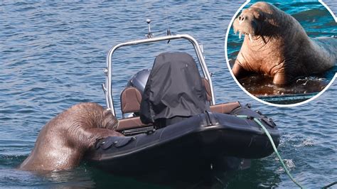 Is Wales’ favourite walrus Wally finally heading home? | ITV News Wales