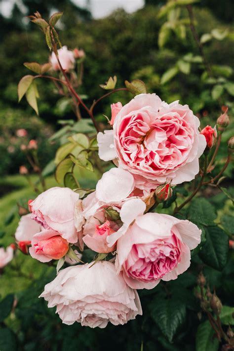 Local’s Guide to the PORTLAND ROSE GARDEN 2021 (with PHOTOS)