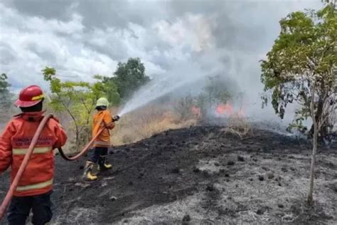 Banyak Lahan Kekeringan Jelang Kemarau Karangasem Waspada Kebakaran