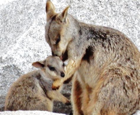 Little Darwin: WALLABY GROOMING