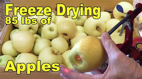 Freeze Drying This Years Apples 86 Lbs YouTube