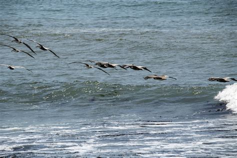 Pelican Free Stock Photo Public Domain Pictures