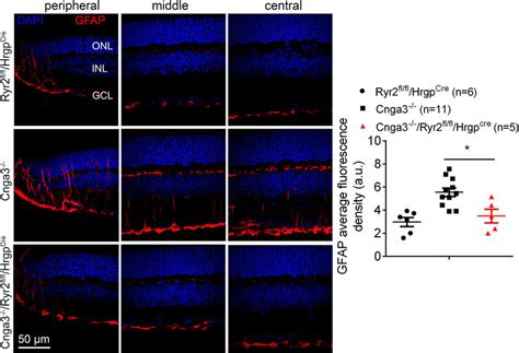 Deletion of Ryr2 reduced activation of Müller glial cells in Cnga3