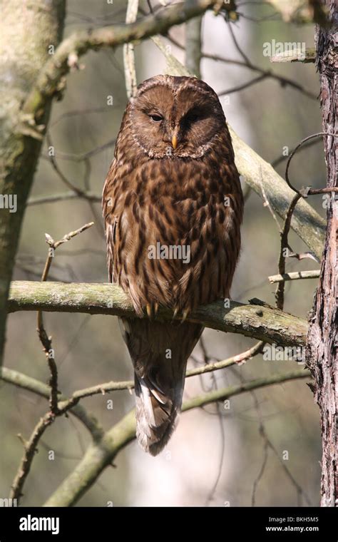 Oeraluil Ural Owl Strix Uralensis Stock Photo Alamy