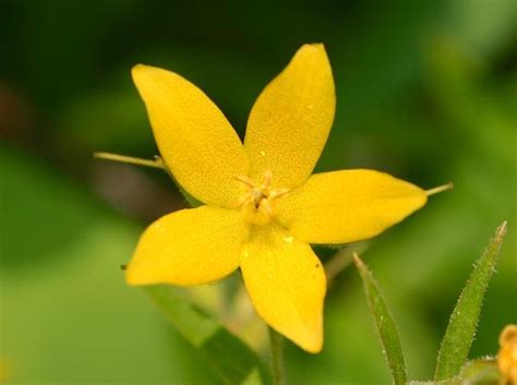 Lysimaque Commune Informations Fleurs Sauvage Du Qu Bec