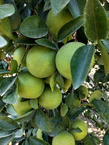 Lime In Anantapur Latest Price And Mandi Rates From Dealers In Anantapur