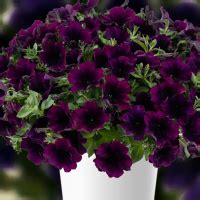 Купить рассаду петунии в интернет-магазине, доставка по РФ.