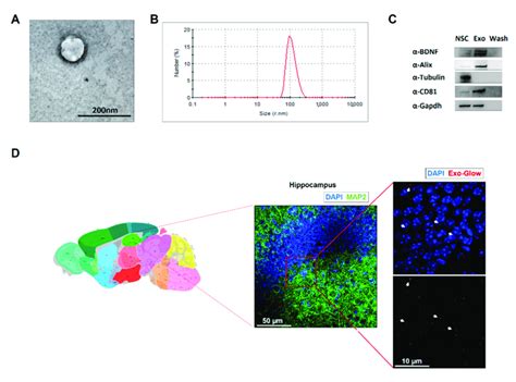 Neural Stem Cell Nsc Derived Exosomes Characterization A