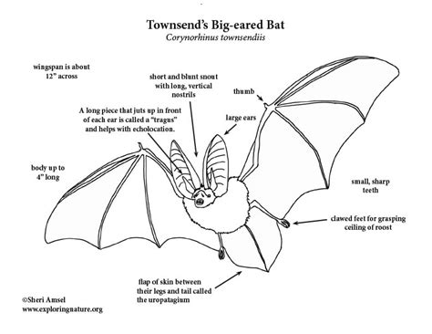 Bat (Townsend’s Big-eared) Coloring Page