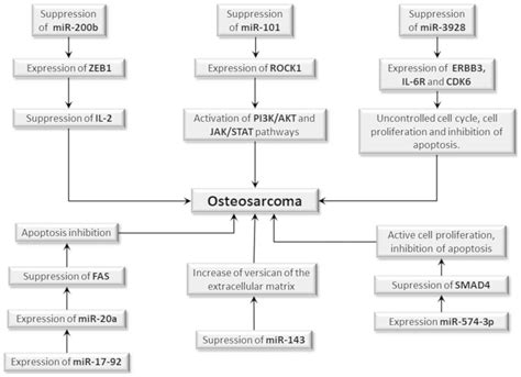 Biology And Pathogenesis Of Human Osteosarcoma Review