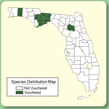 Liriope Spicata Species Page ISB Atlas Of Florida Plants